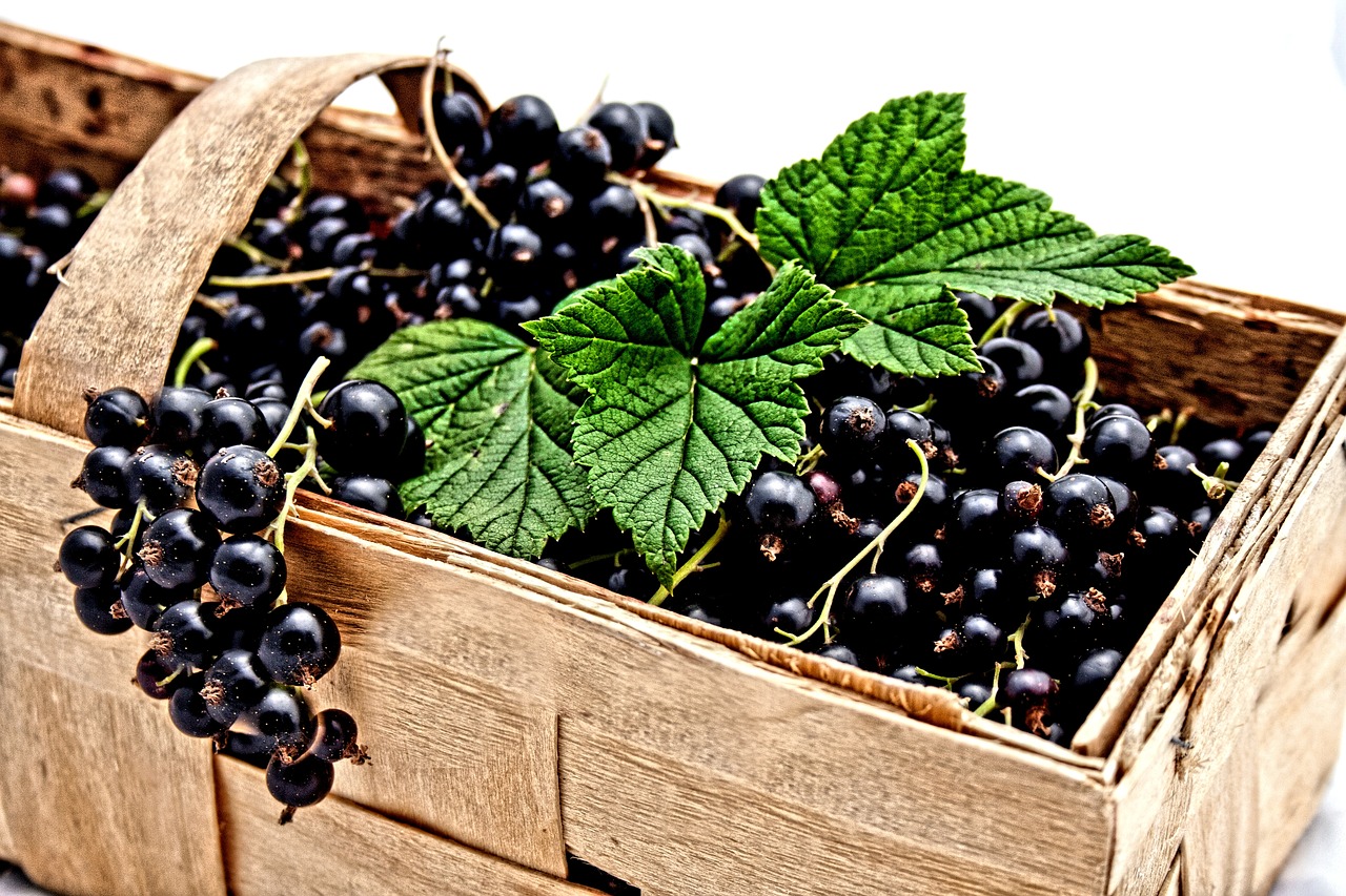 currant, black, berries